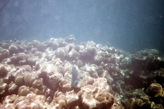 Seychellen Unterwasser-002.jpg